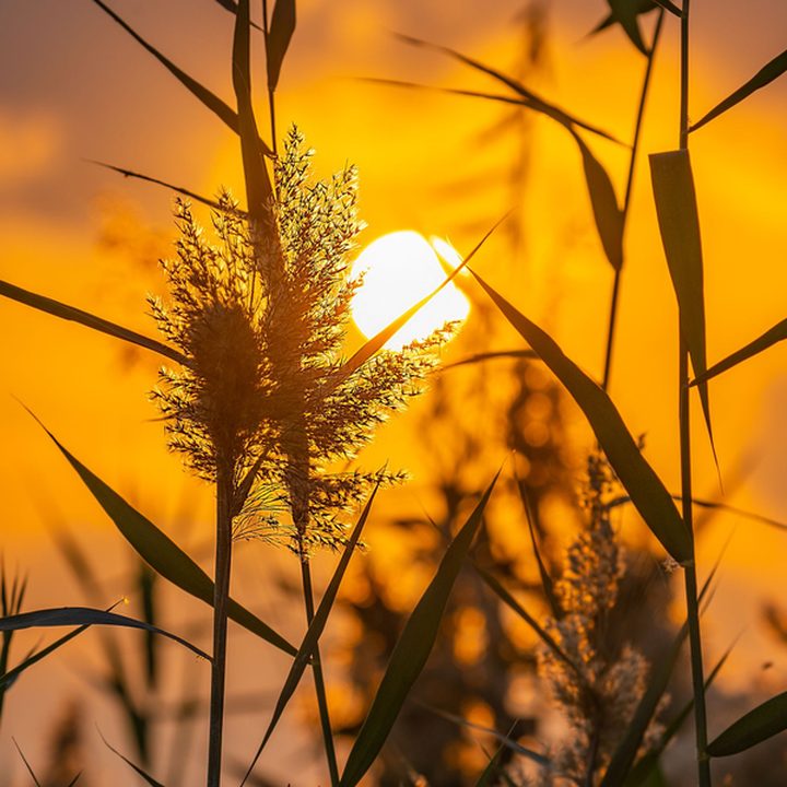 Tall prairie grass silhouetted against a bright sunset sky, the mark for the forecast.