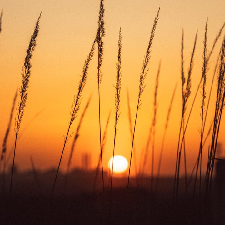 Golden sunset through tall prairie grass, the mark for the state guides.